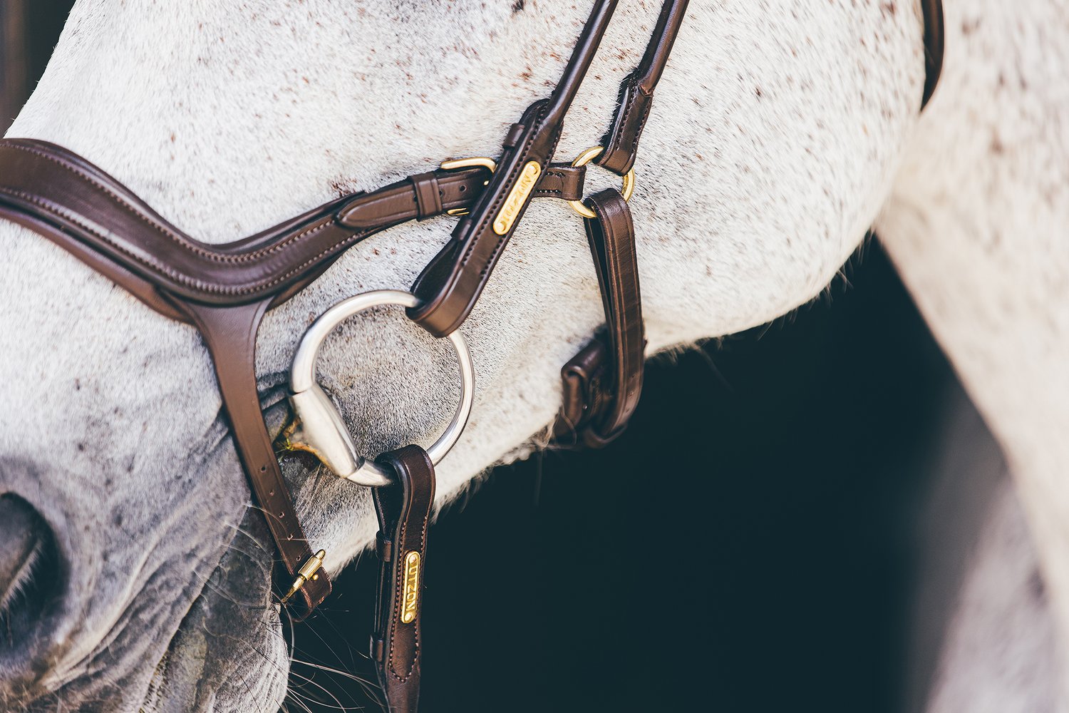 Bristol Bridle