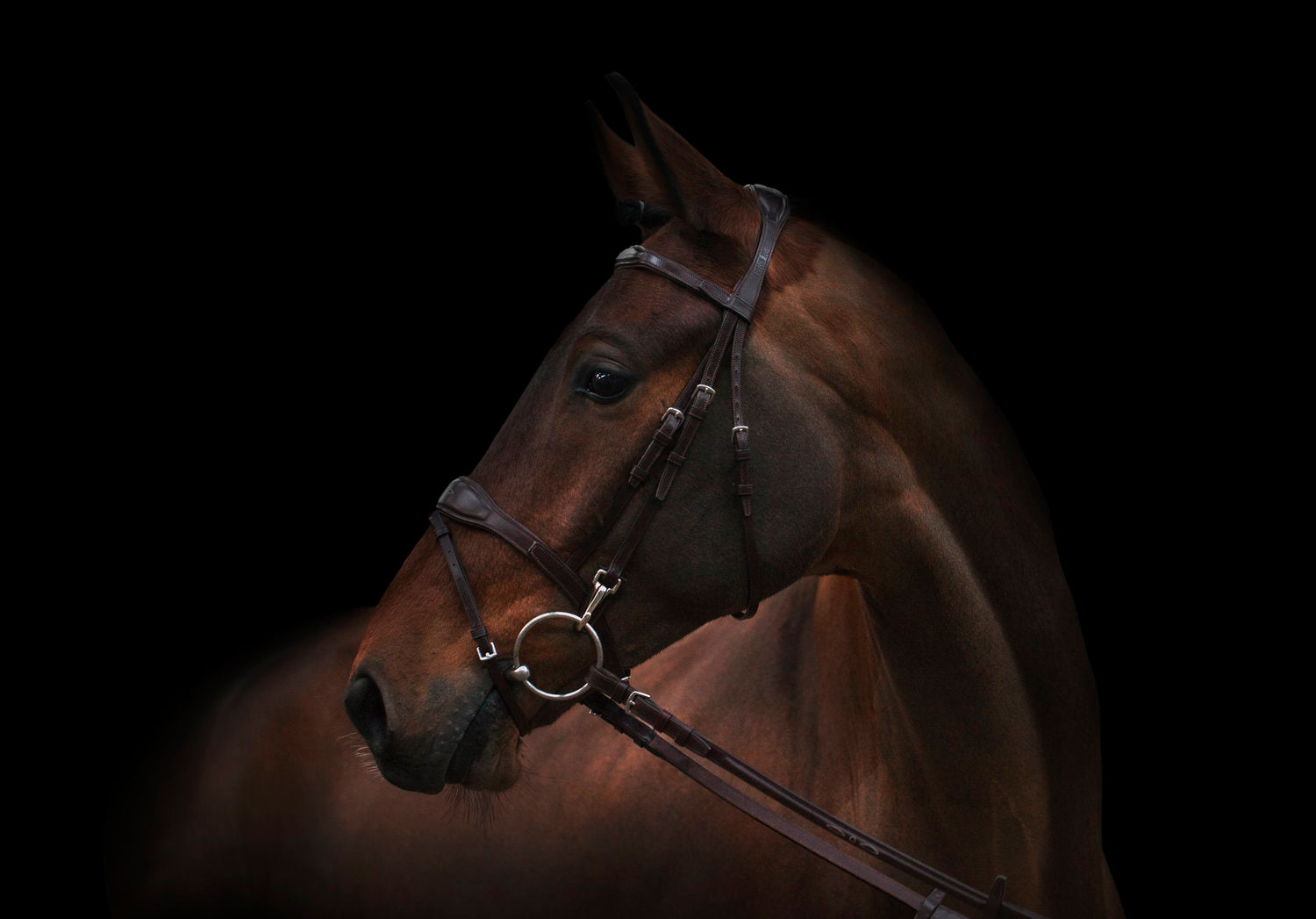 Oxford Bridle