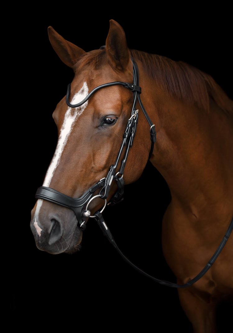 Bristol Bridle