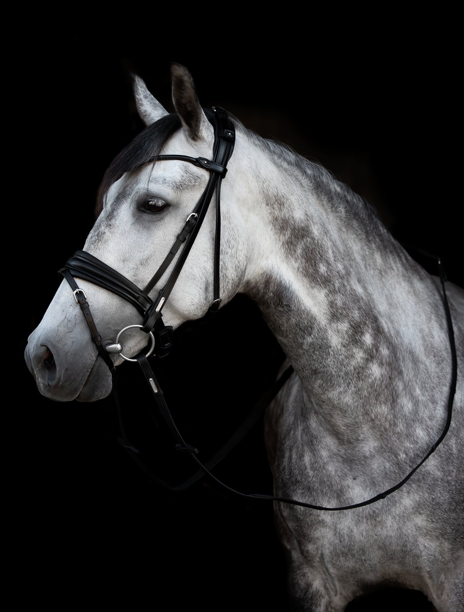 London Bridle