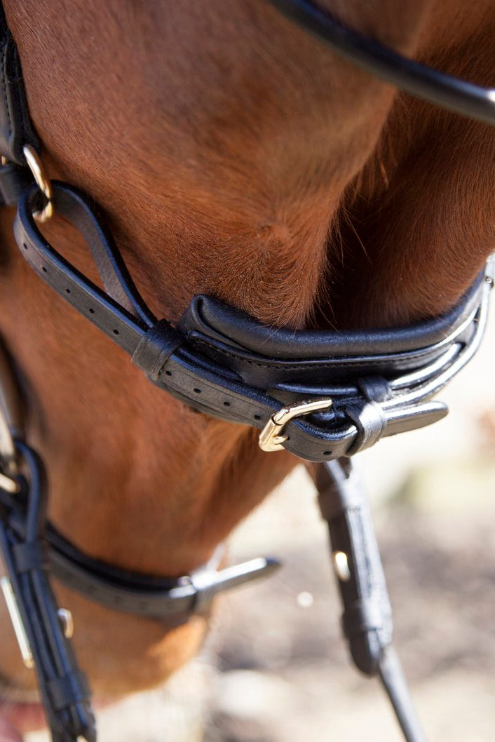 Bristol Bridle