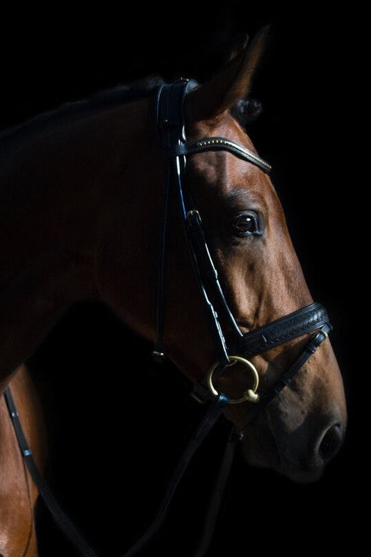 Olympic Bridle