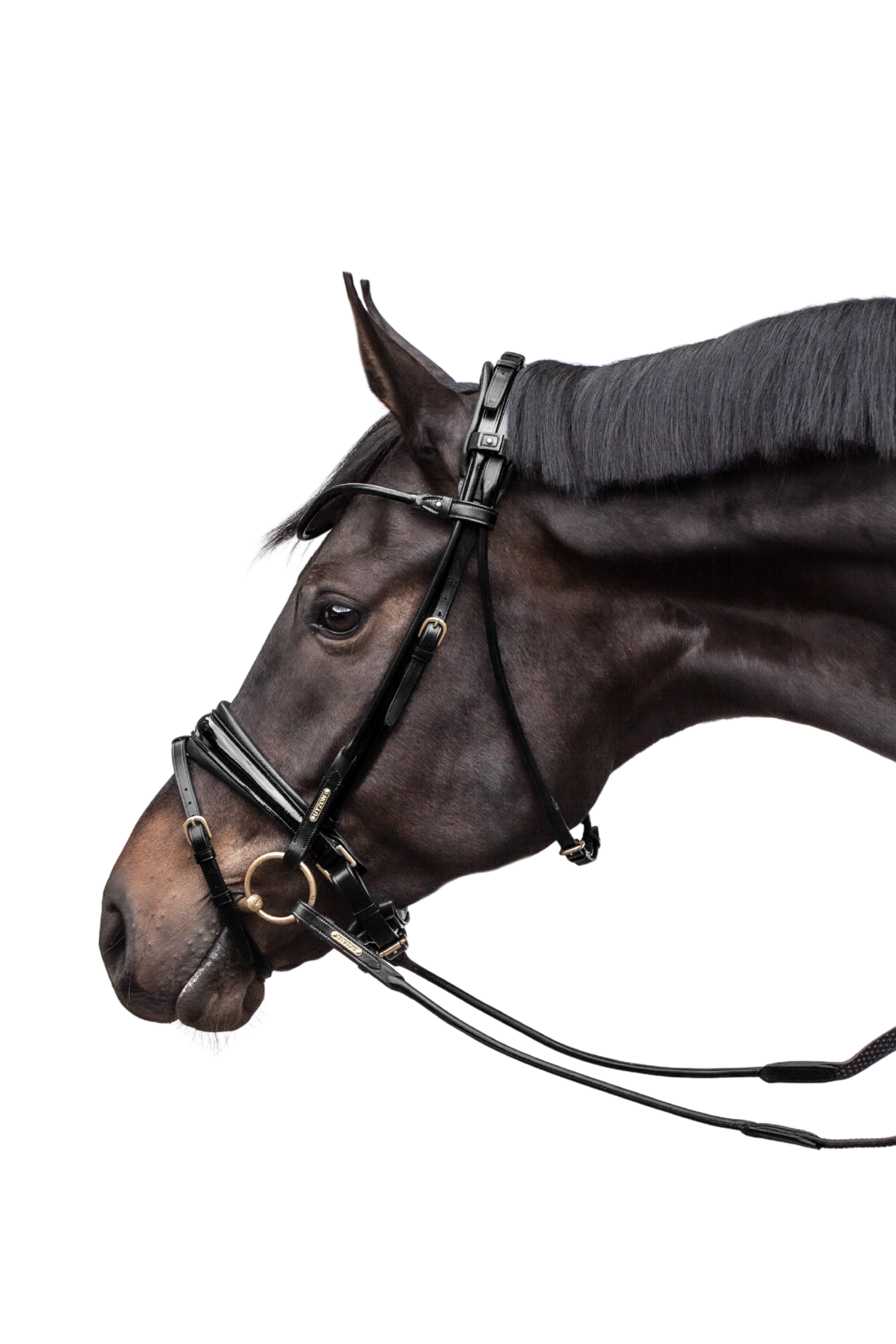 Edinburgh Bridle Black, Lacquered Noseband