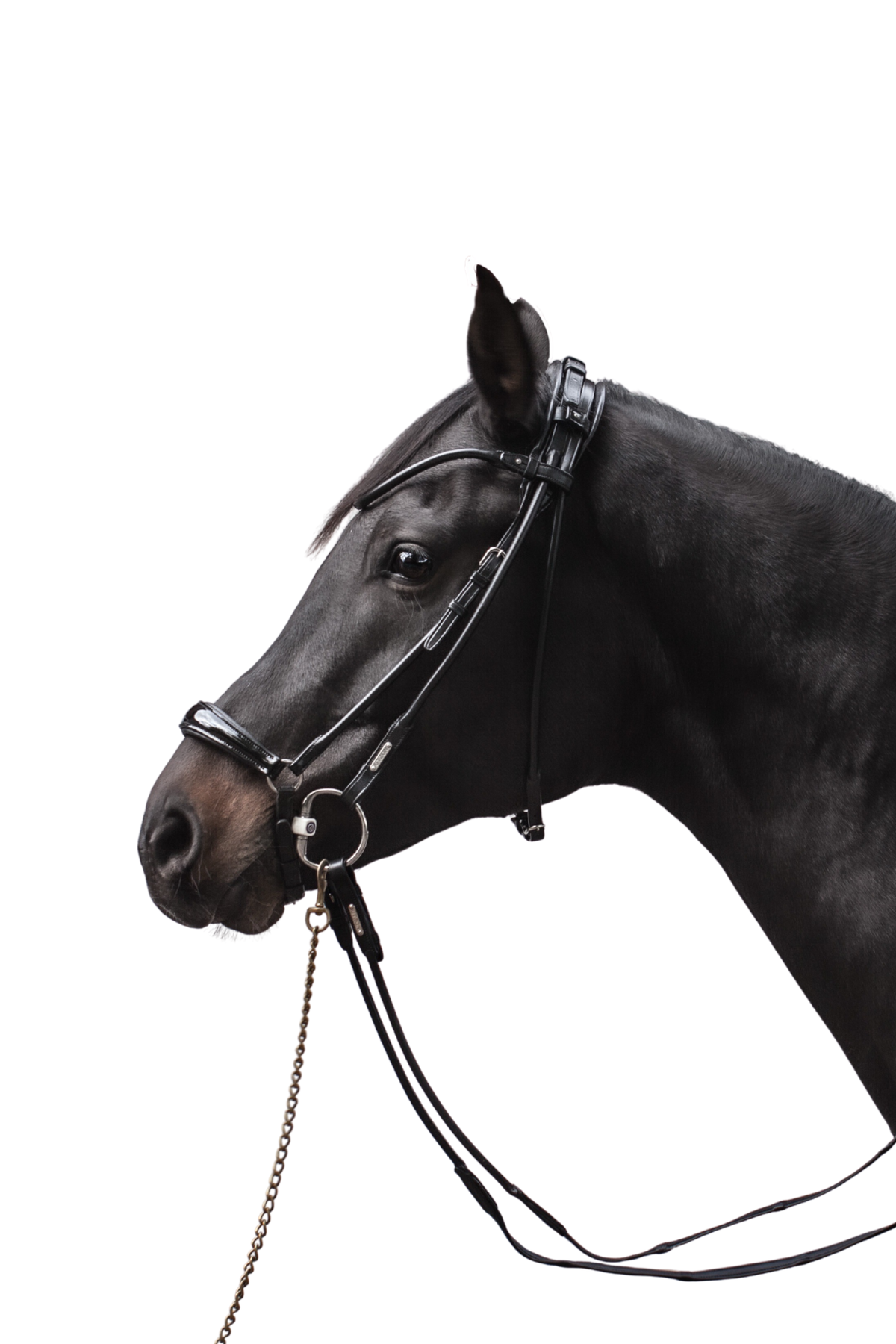 Edinburgh Hanoverian Bridle, Lacquered Noseband