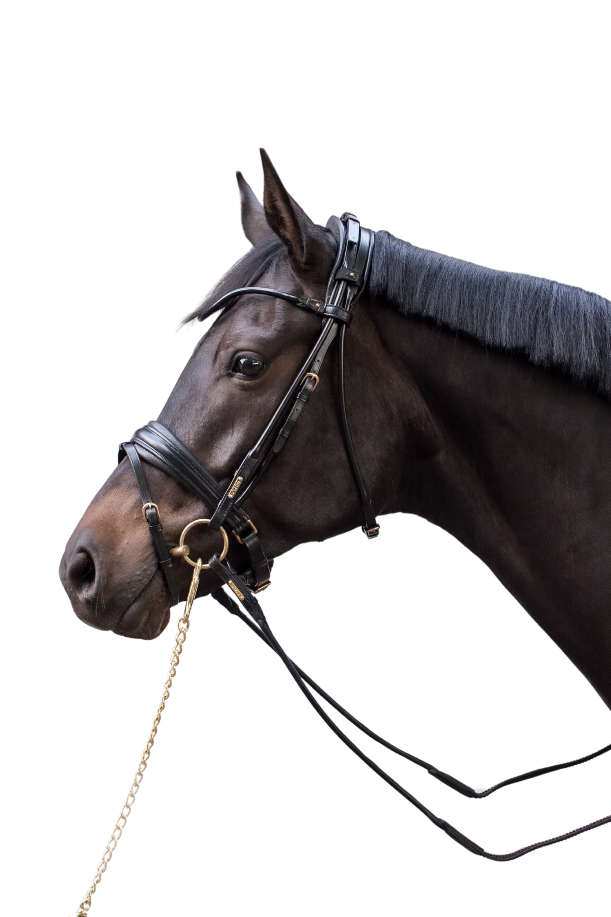 Edinburgh Bridle, Matte Noseband