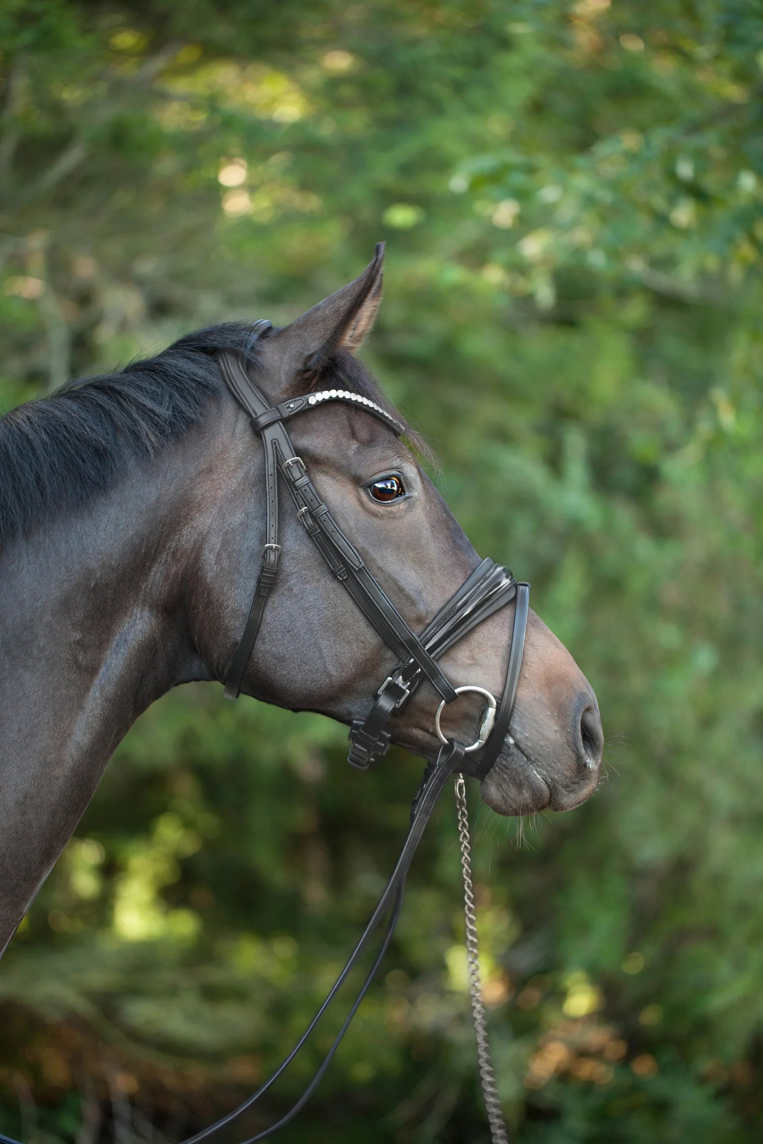 Essentials Bridle