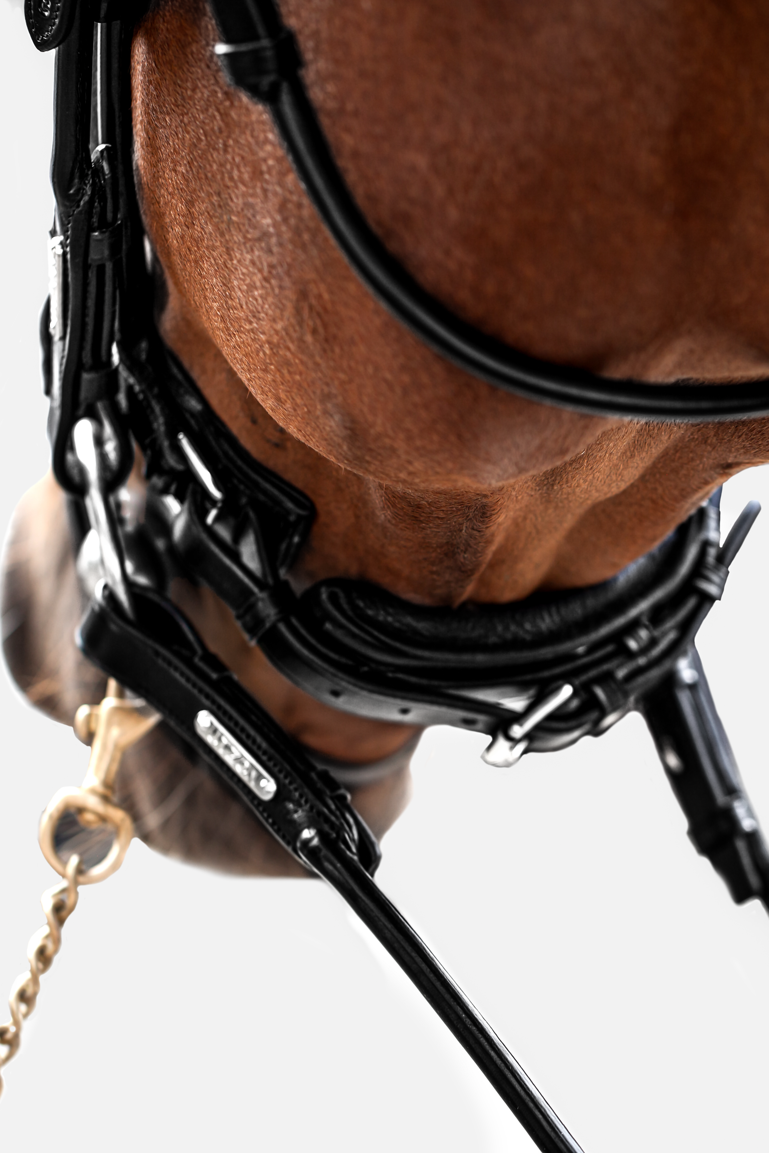 Copenhagen Bridle