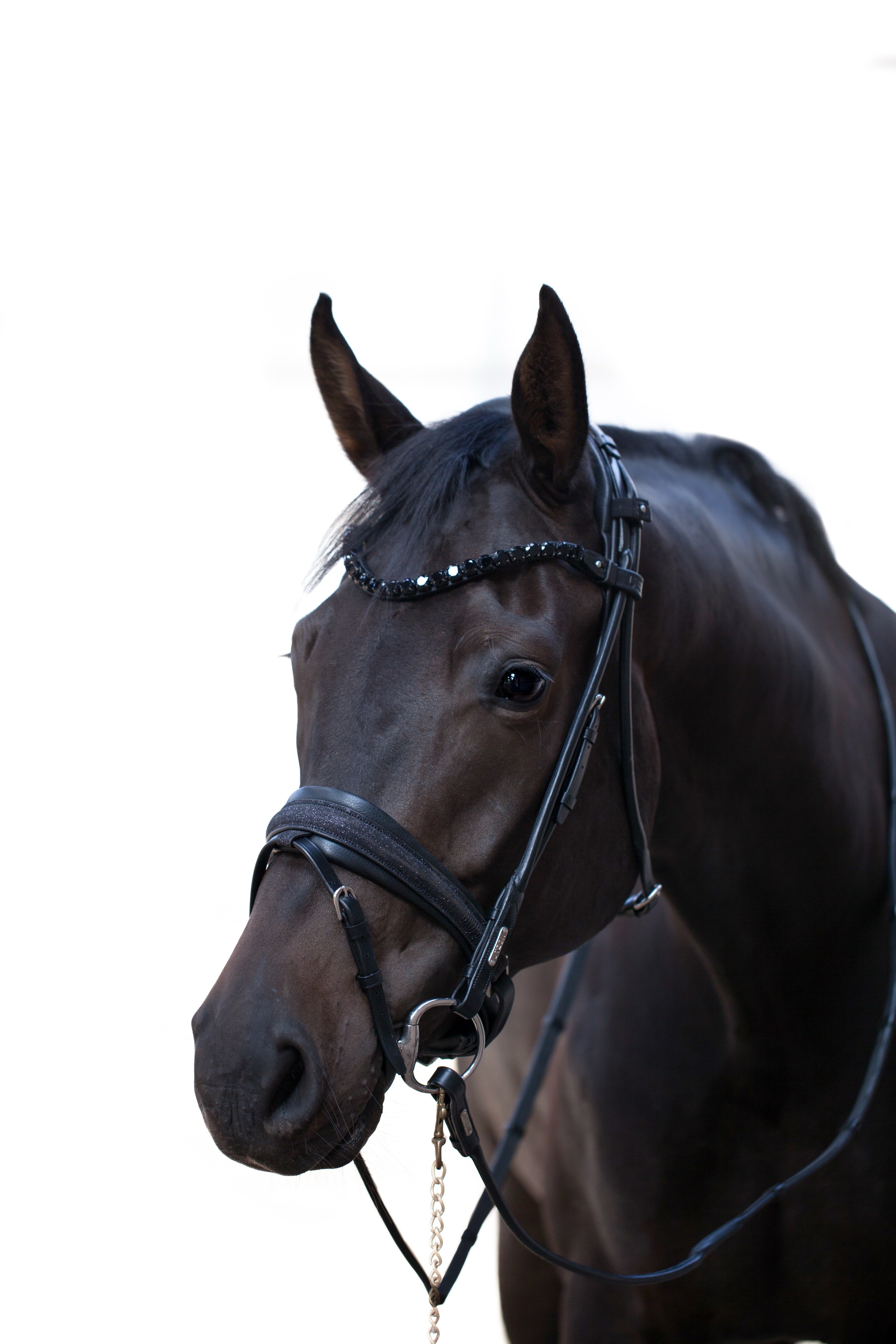 Edinburgh Bridle, Glitter