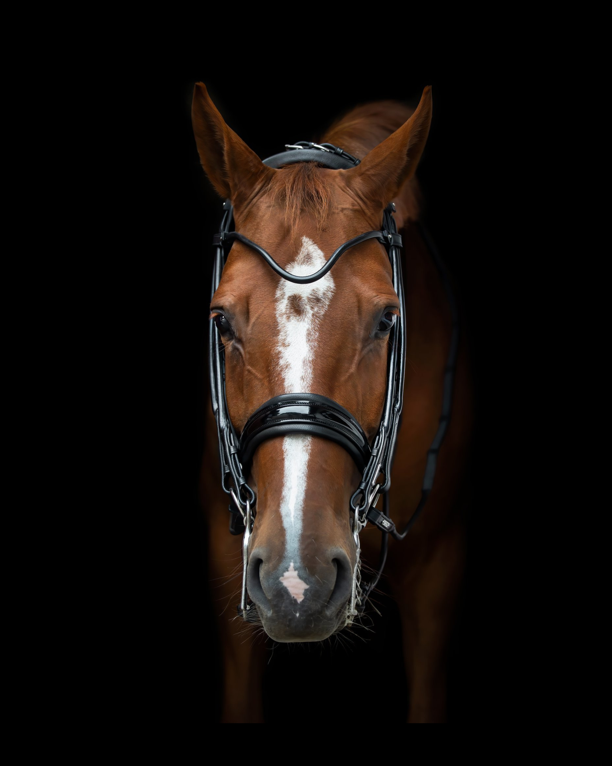 Edinburgh Double Bridle