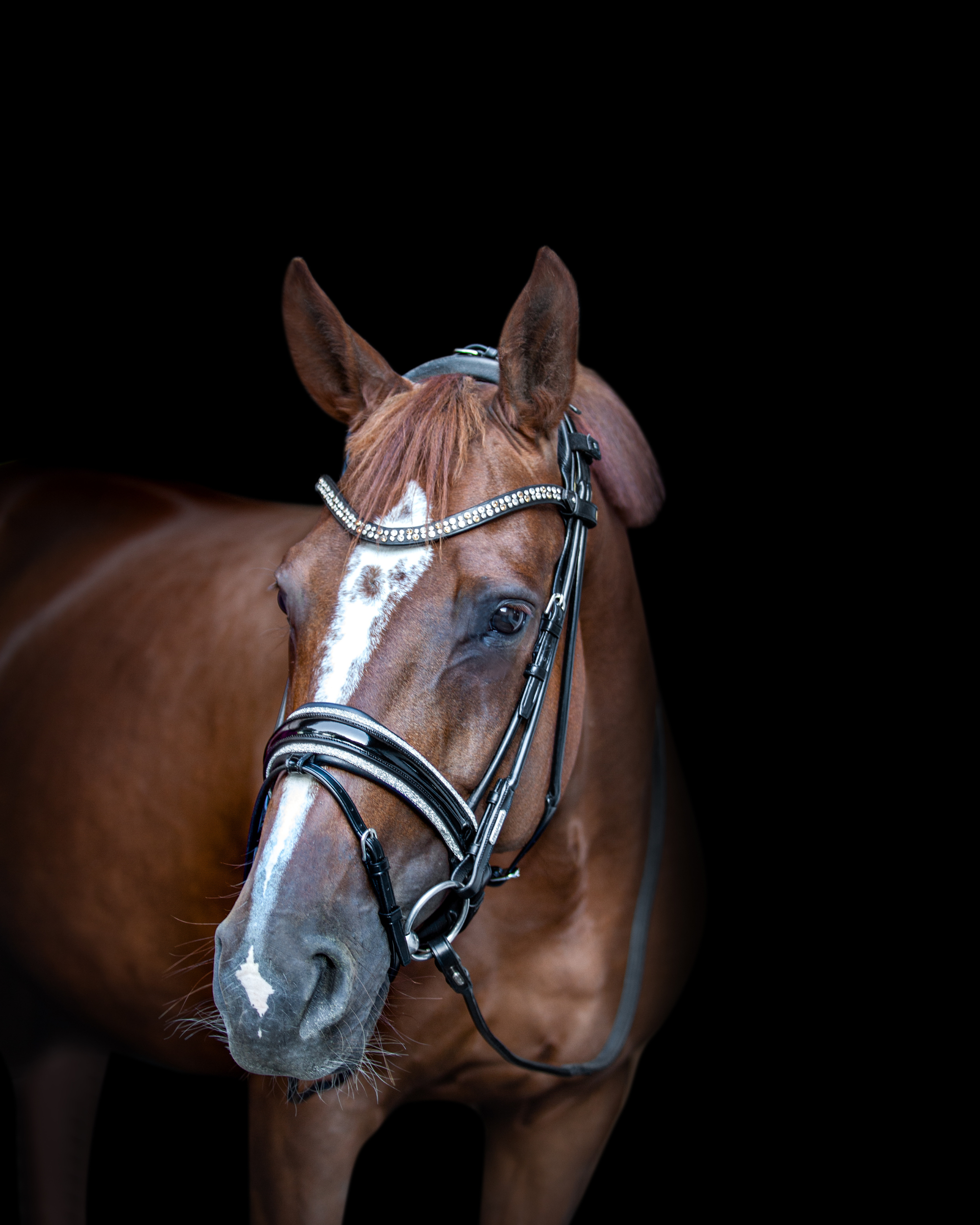 Miami Bridle, Grey crystals
