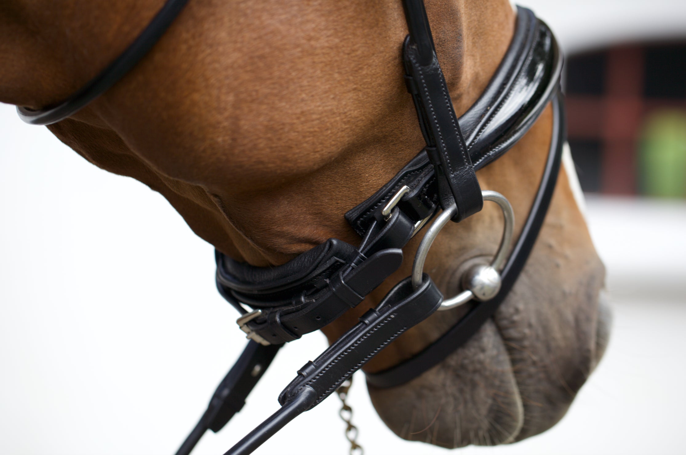 Copenhagen Bridle