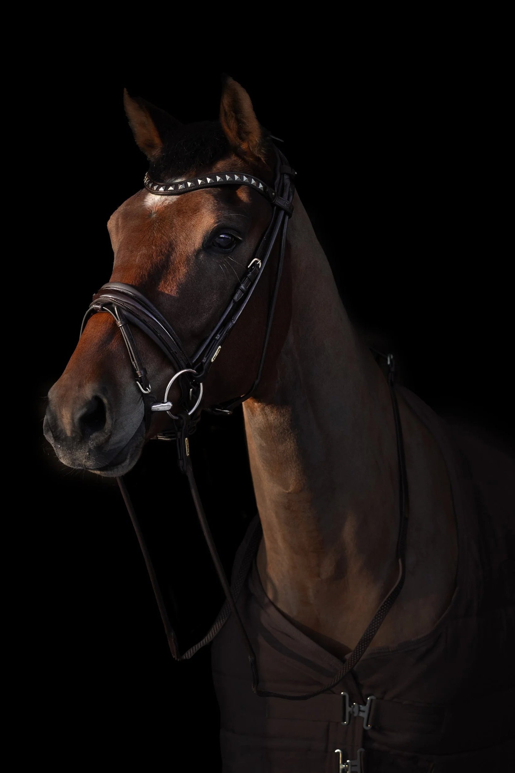 anatomical dressage bridle