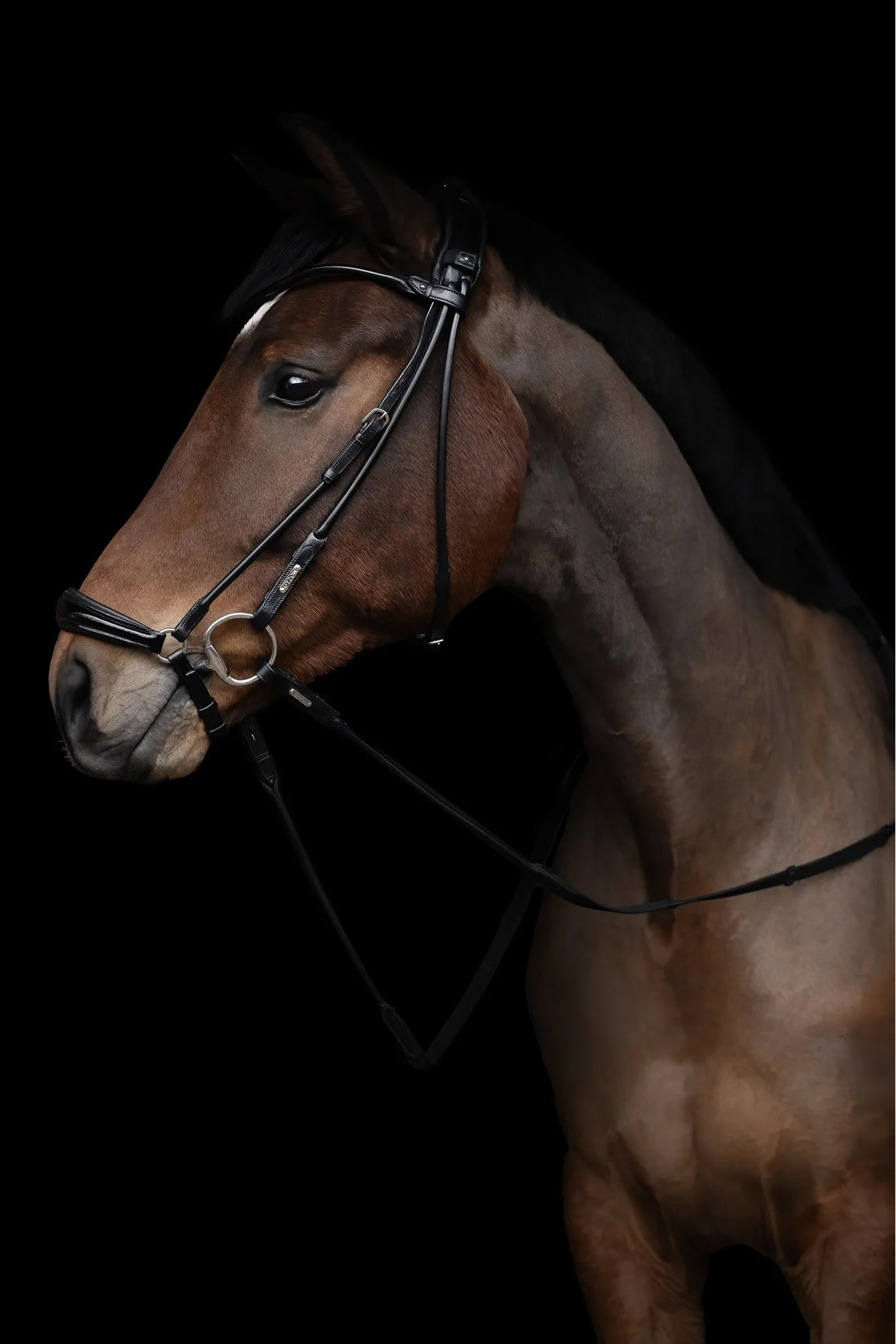 Hannoverian bridle, anatomical