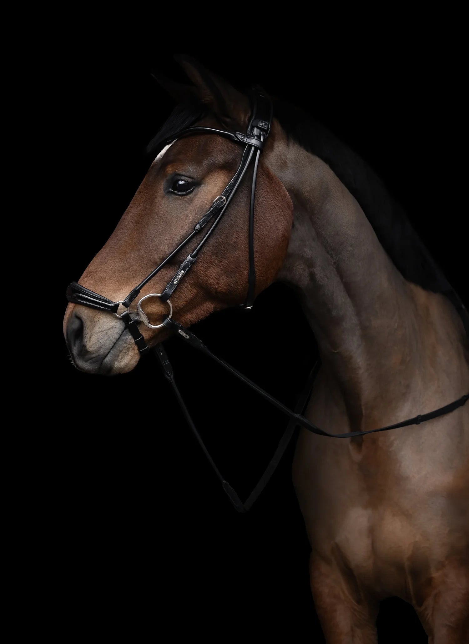 Edinburgh Hanoverian Bridle, Lacquered Noseband