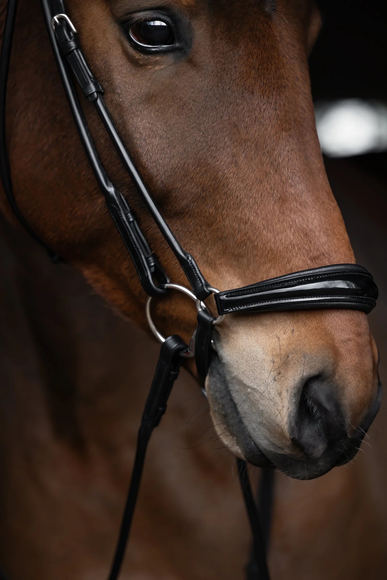 drop down noseband bridle