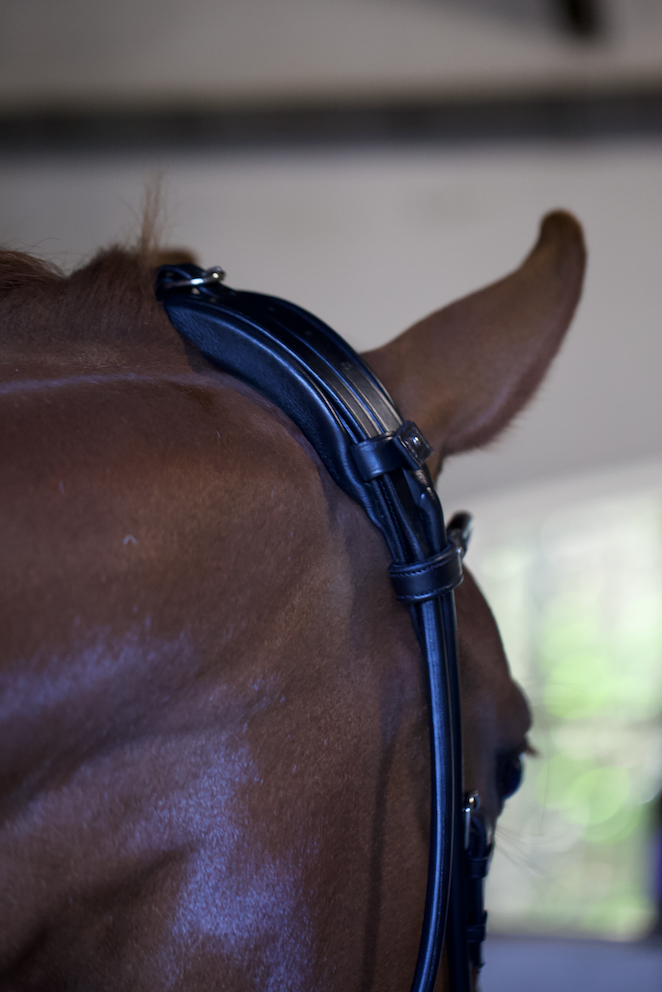 Edinburgh Bridle, Glitter, Limited Edition