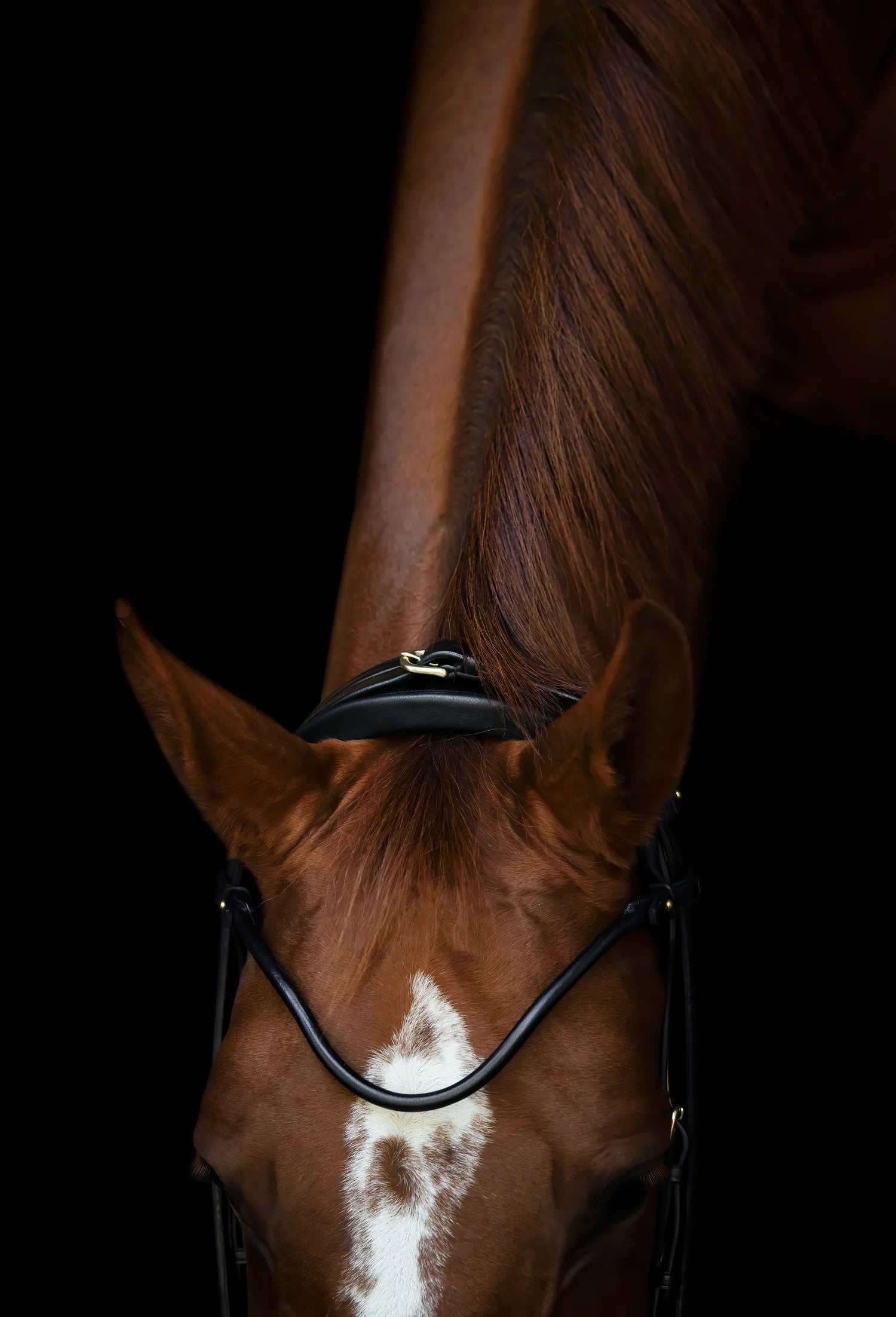 Edinburgh Bridle Brown, Lacquered Noseband