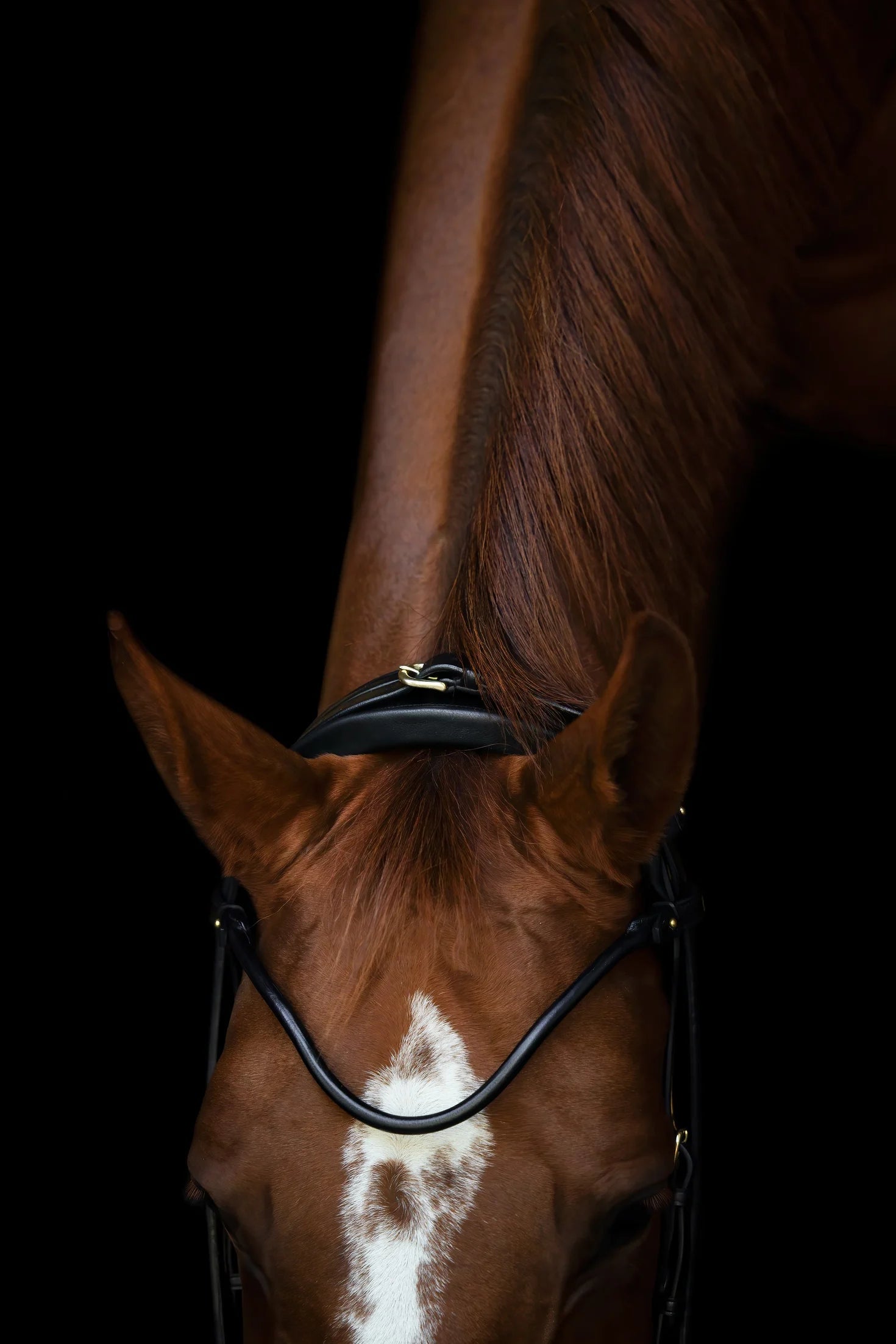 black anatomical dressage bridle