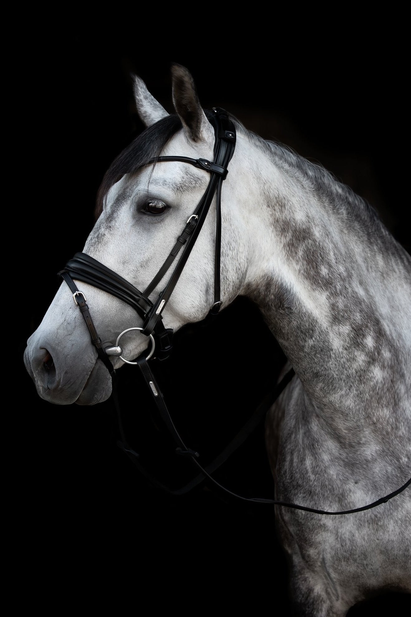 London Bridle
