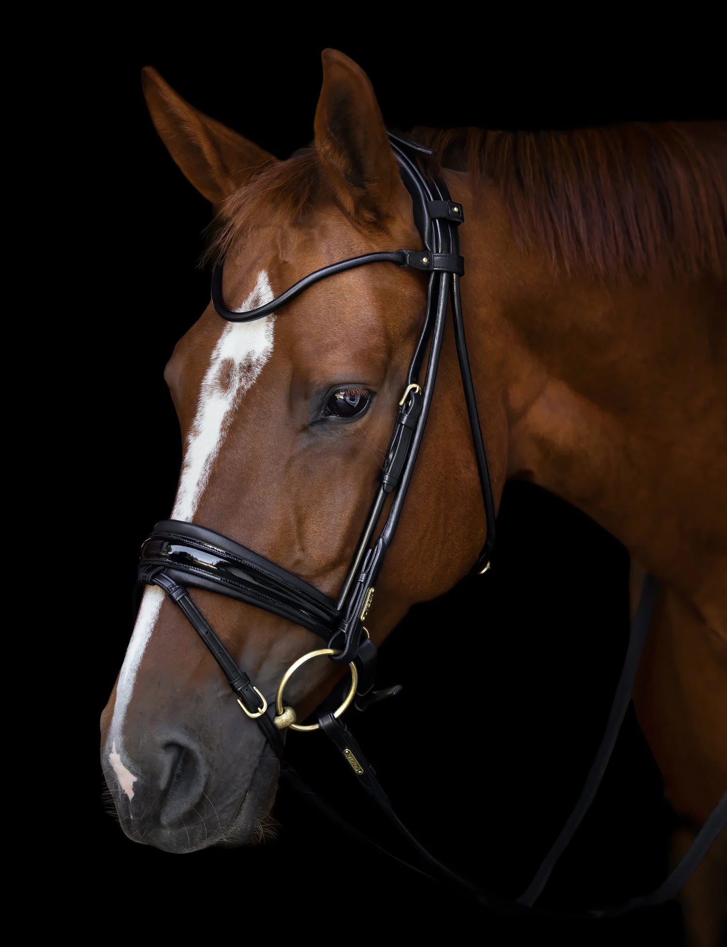 Edinburgh Bridle Black, Lacquered Noseband