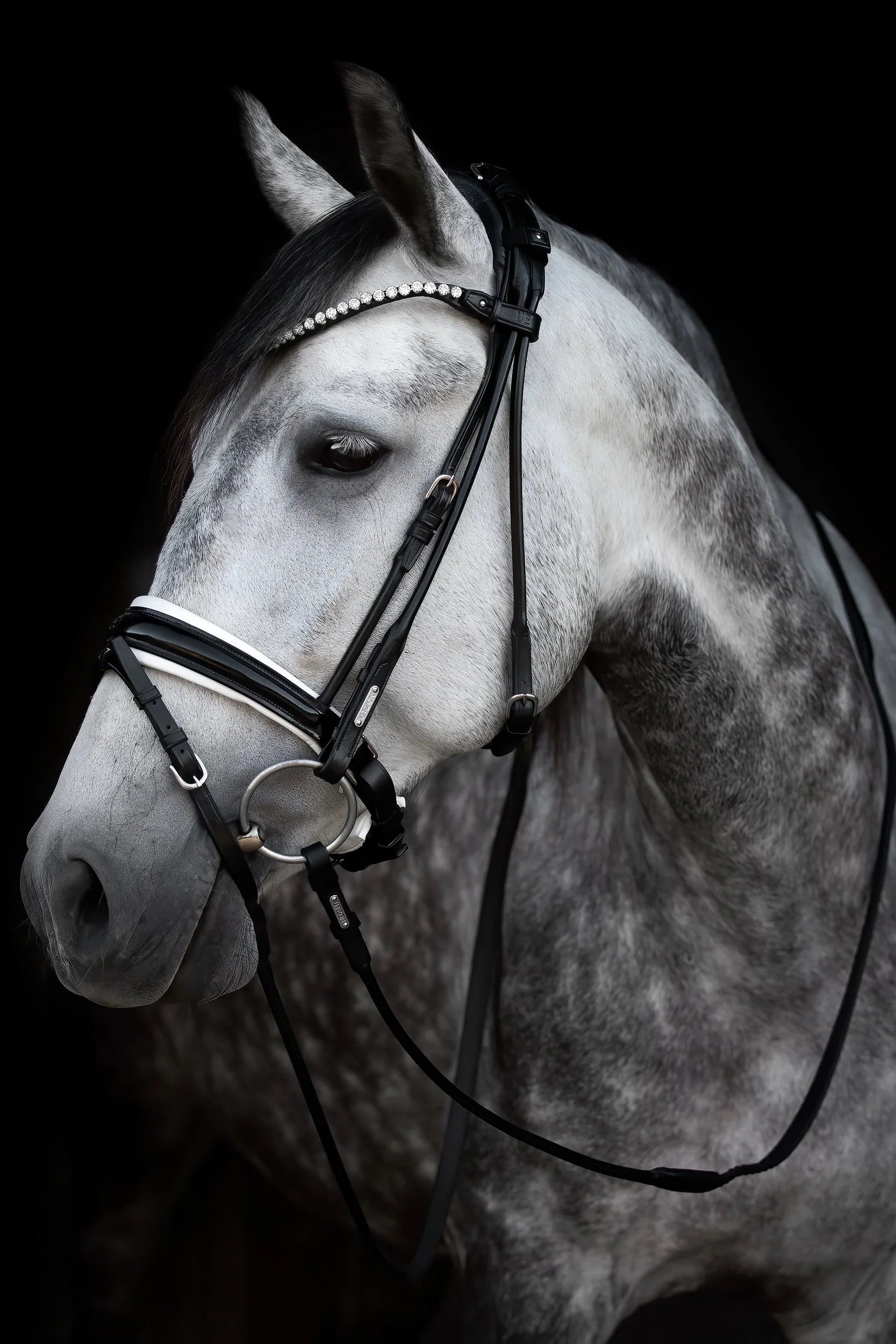 anatomical bridle black with white underlay