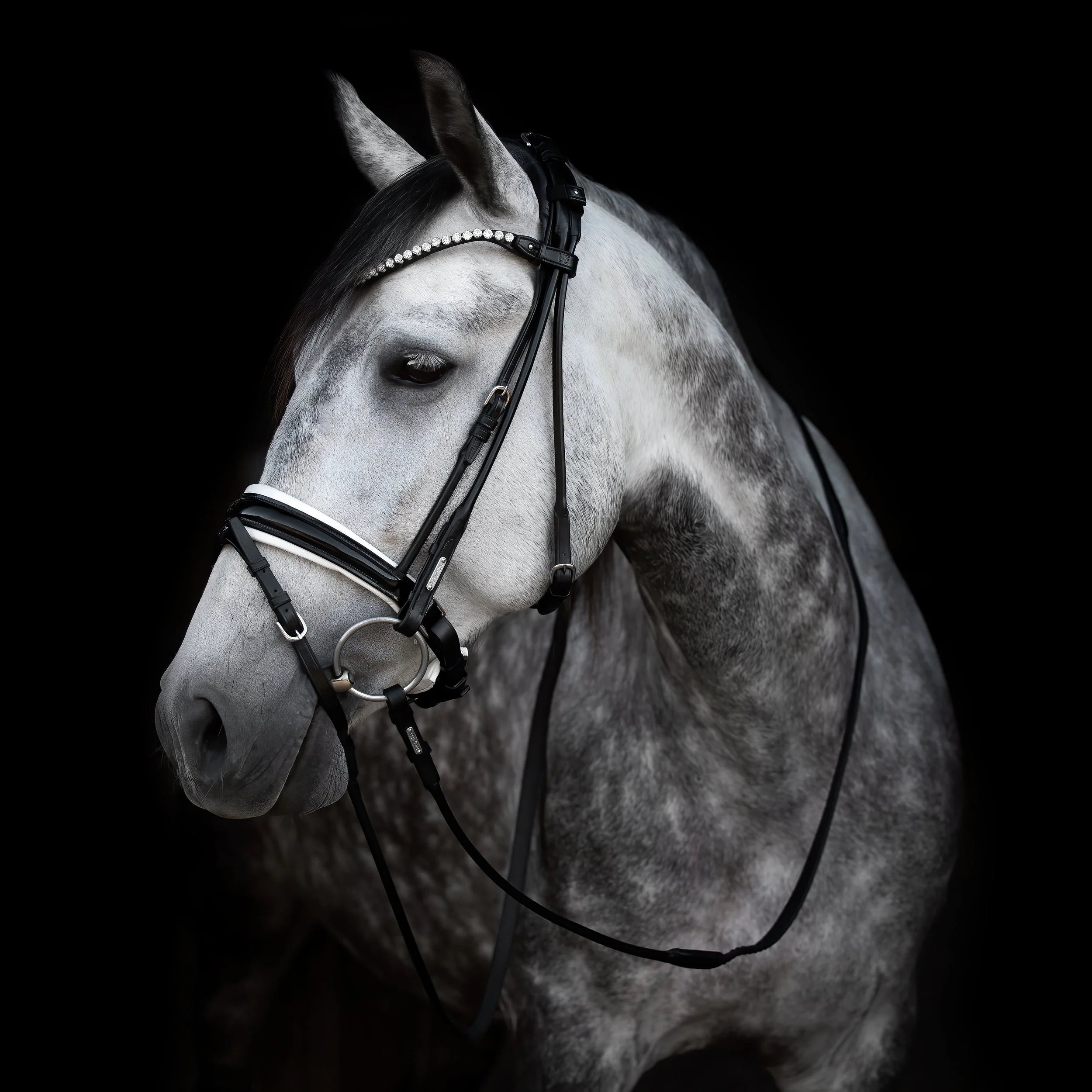 anatomical bridle black with white underlay