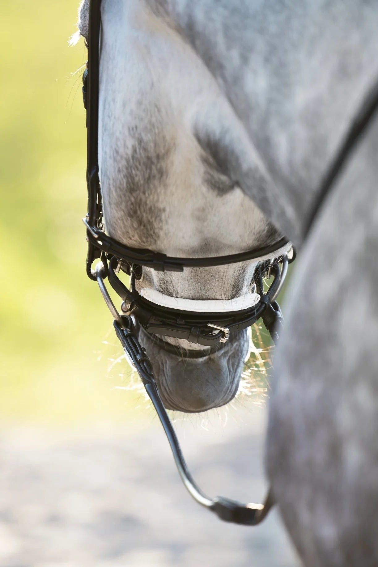 seamless crank pad on dressage bridle