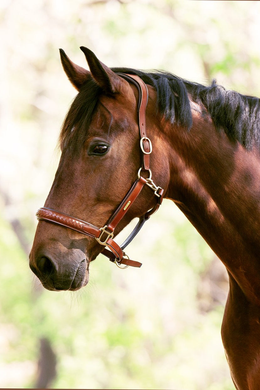Olympic halter