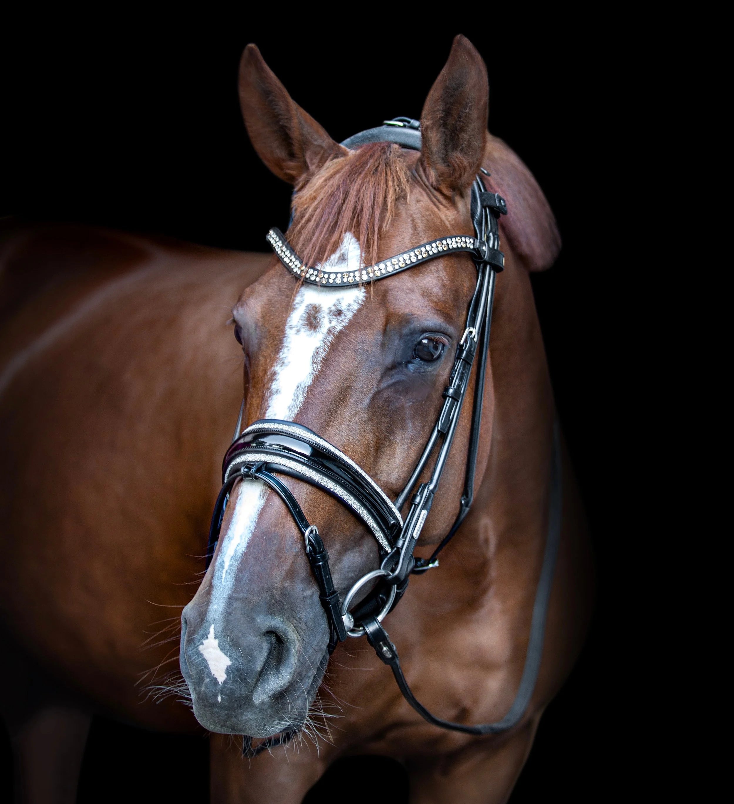 luxury bridle with silver crystals